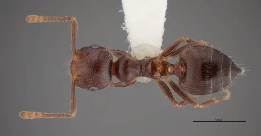Crematogaster ashmeadi - FMNHINS0000062860