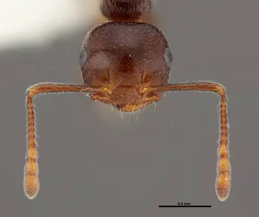 Crematogaster ashmeadi - FMNHINS0000062860