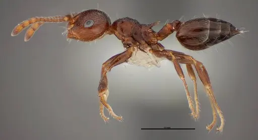 Crematogaster ashmeadi - FMNHINS0000062860