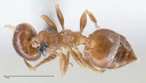 Crematogaster ashmeadi - FOCOL1506-1