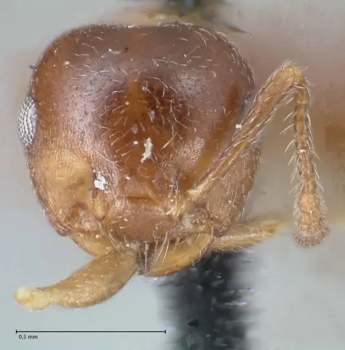 Crematogaster ashmeadi - FOCOL1506-1