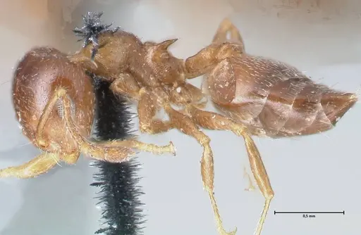 Crematogaster ashmeadi - FOCOL1506-1