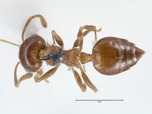 Crematogaster ashmeadi - FOCOL1506-2