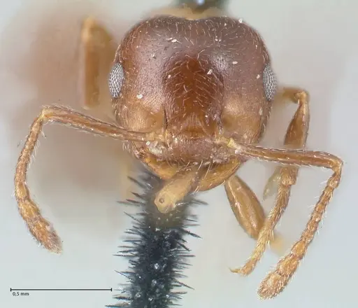 Crematogaster ashmeadi - FOCOL1506-2
