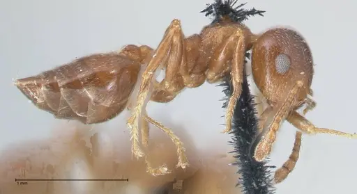 Crematogaster ashmeadi - FOCOL1506-2