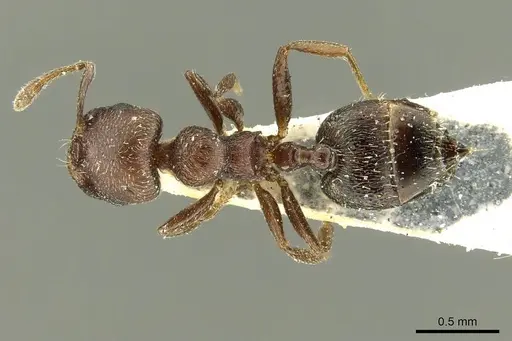 Crematogaster atra specimen