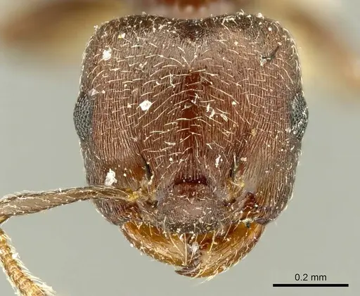 Crematogaster atra specimen
