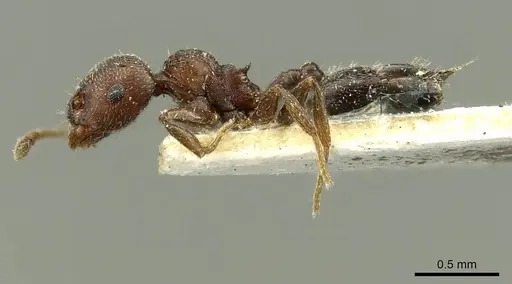 Crematogaster atra specimen