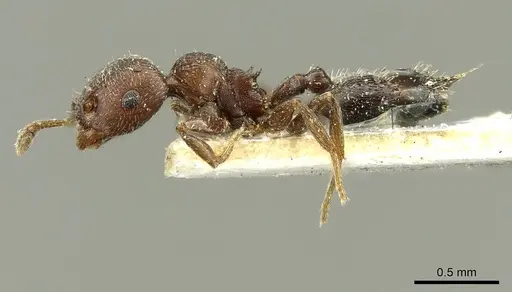 Crematogaster atra - CASENT0916117