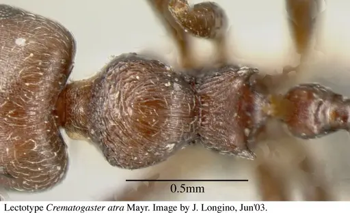 Crematogaster atra - JTL055858
