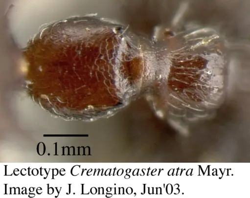 Crematogaster atra - JTL055858