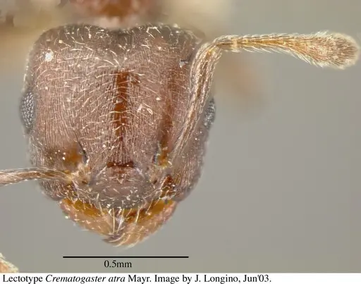 Crematogaster atra - JTL055858