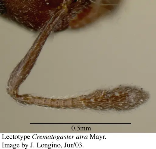 Crematogaster atra - JTL055858