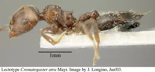 Crematogaster atra - JTL055858