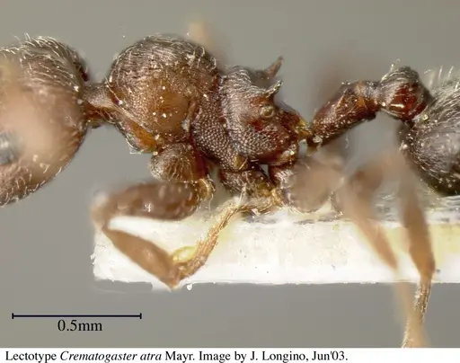 Crematogaster atra - JTL055858