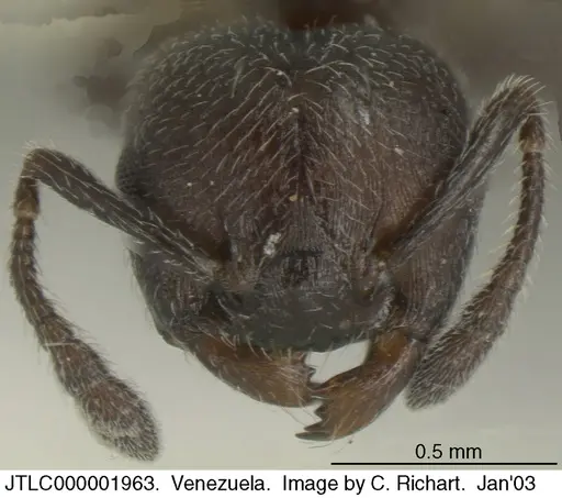 Crematogaster atra - JTLC000001963