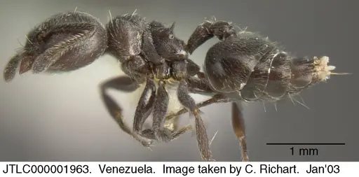 Crematogaster atra - JTLC000001963
