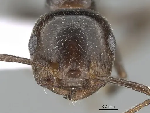 Crematogaster auberti specimen