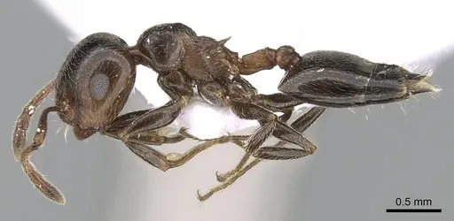 Crematogaster auberti specimen