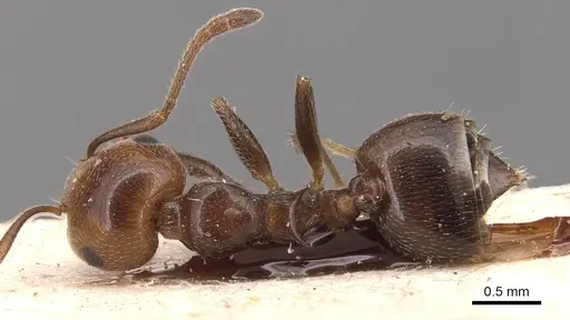 Crematogaster auberti - CASENT0904501