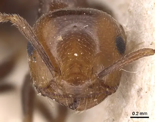 Crematogaster auberti - CASENT0904501