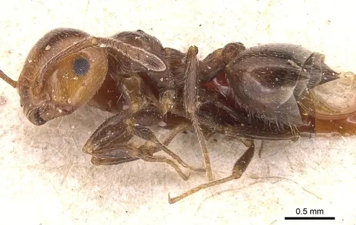 Crematogaster auberti - CASENT0904501