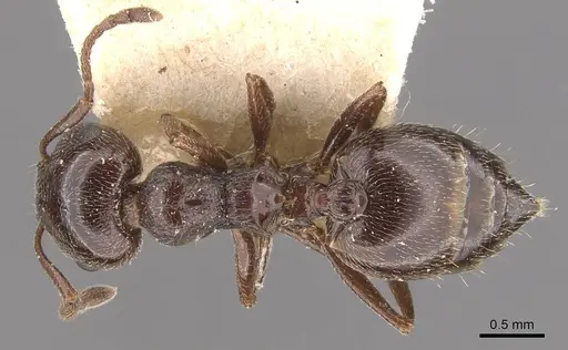 Crematogaster auberti - CASENT0908470