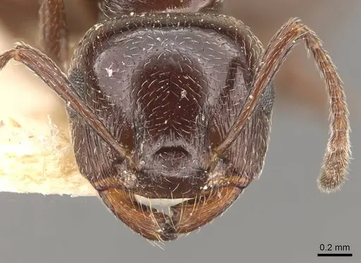 Crematogaster auberti - CASENT0908470