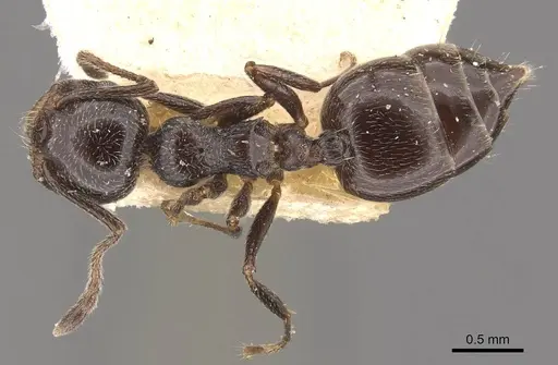 Crematogaster auberti - CASENT0908471