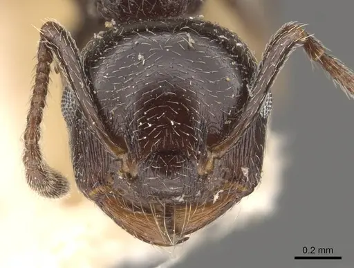 Crematogaster auberti - CASENT0908471