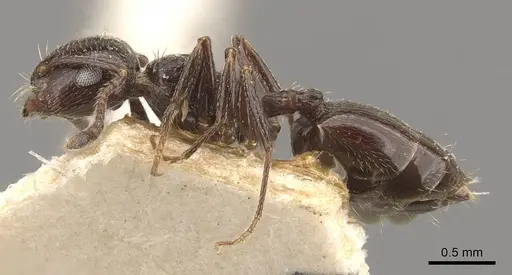 Crematogaster auberti - CASENT0908471