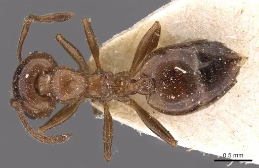 Crematogaster auberti - CASENT0908480