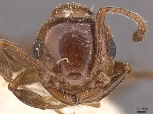Crematogaster auberti - CASENT0908480