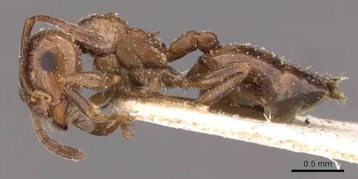 Crematogaster auberti - CASENT0908480