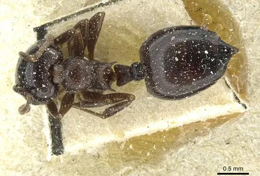 Crematogaster auberti - CASENT0912642