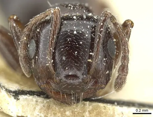 Crematogaster auberti - CASENT0912642