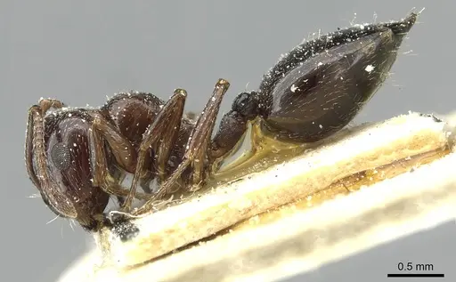Crematogaster auberti - CASENT0912642