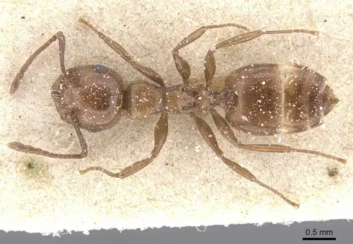 Crematogaster auberti - CASENT0912643