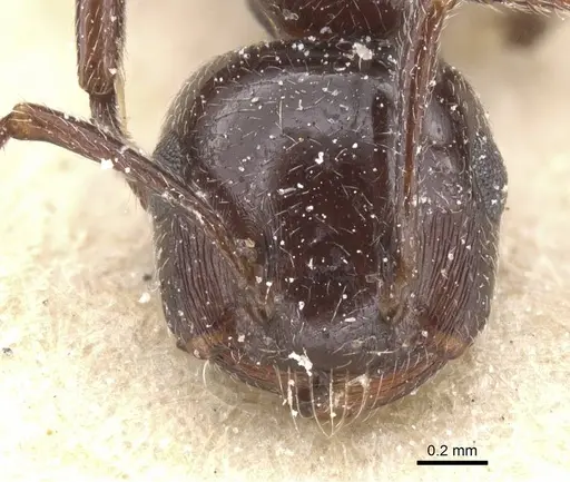 Crematogaster auberti - CASENT0912643