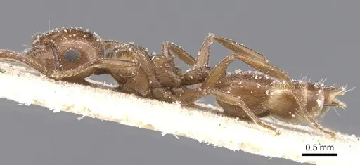 Crematogaster auberti - CASENT0912643