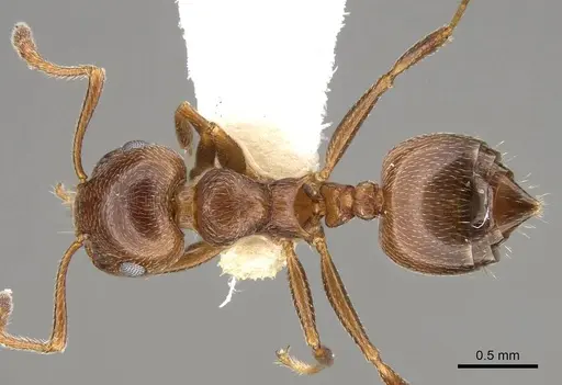 Crematogaster auberti - CASENT0914147