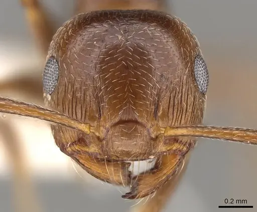 Crematogaster auberti - CASENT0914147