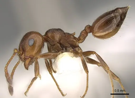 Crematogaster auberti - CASENT0914147