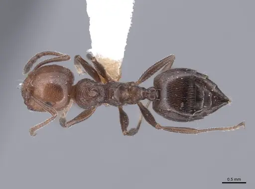 Crematogaster auberti - FMNHINS0000047722