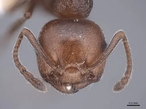 Crematogaster auberti - FMNHINS0000047722