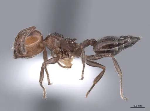 Crematogaster auberti - FMNHINS0000047722