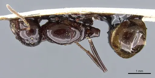 Crematogaster augusti specimen