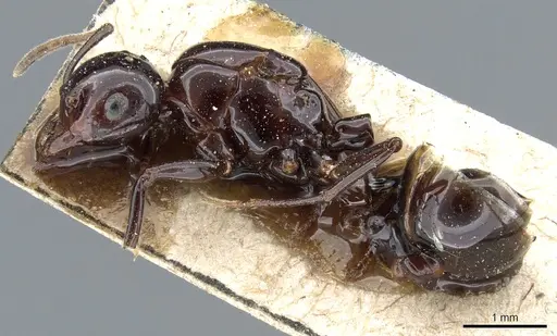 Crematogaster augusti specimen