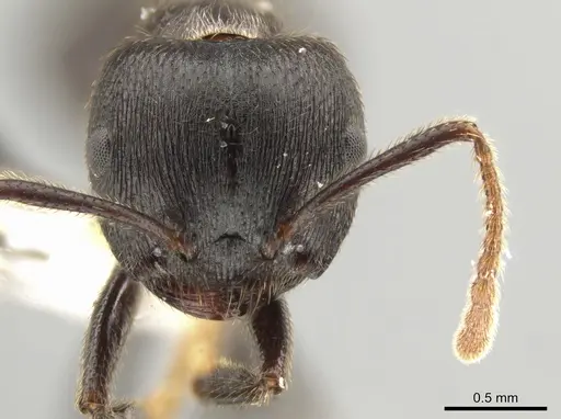 Crematogaster aurita specimen
