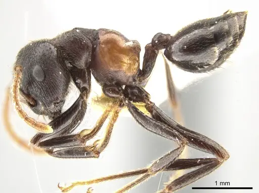 Crematogaster aurita specimen